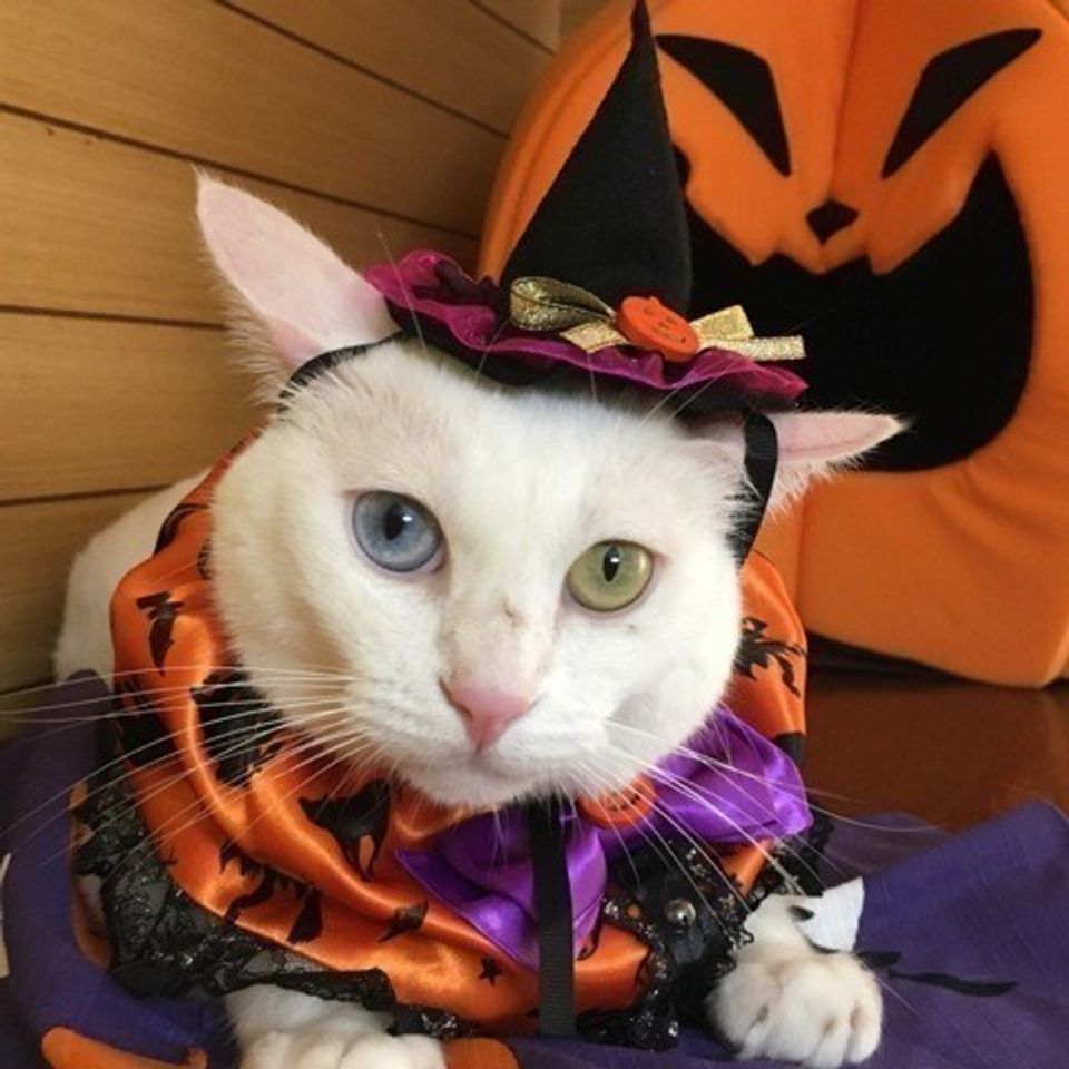 かわいすぎる ハッピーハロウィン 猫 仮装6選 ねこのきもちweb Magazine かわいすぎる ハッピーハロウィン 猫 仮装6選 ねこのきもちweb Magazine