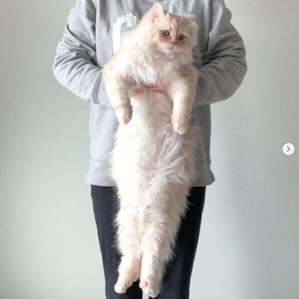 1才のハウルくん