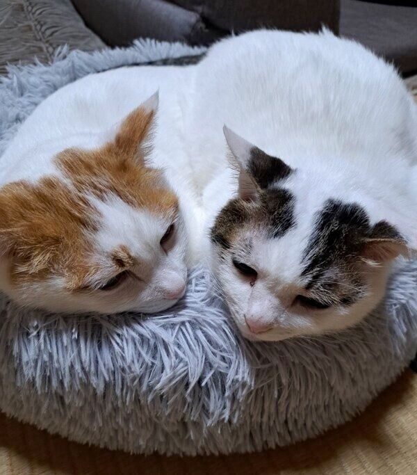 ぴったりと体を寄せ合って眠るにこちゃんとはなくん