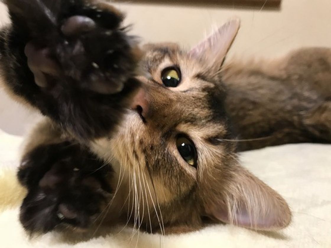 猫は 死ぬ前に姿を消す って本当なの 気になる真相を徹底解説 ねこのきもちweb Magazine 猫は 死ぬ前に姿を消す って本当なの 気になる真相を徹底解説 ねこのきもちweb Magazine