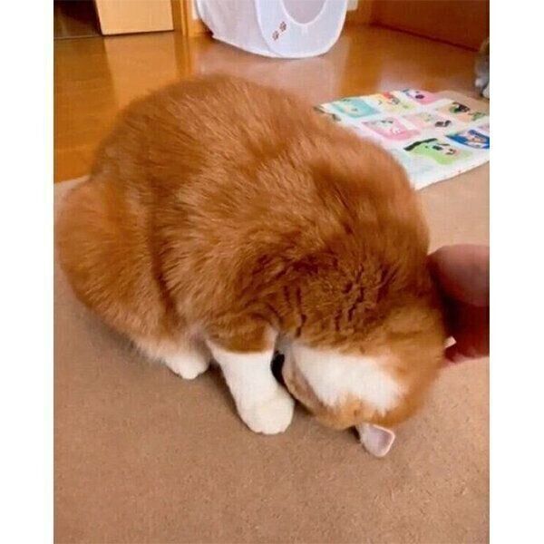 なでてもらうもんちゃん