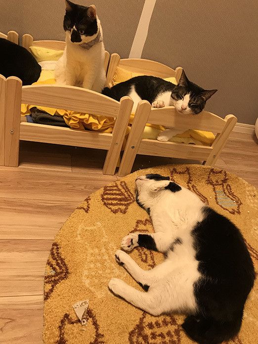 ポポロンファン必見！ ベッドの上のおねむポポロン