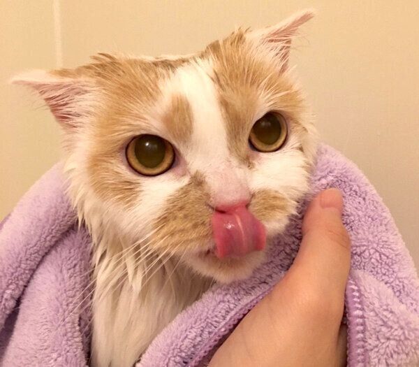 シャンプーをしてもらうホイちゃん