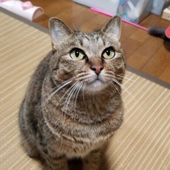 ワクワクしているランちゃん