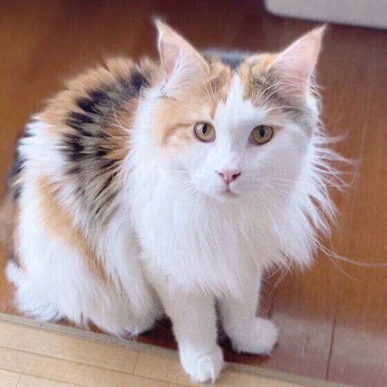 メインクーンのはなちゃん