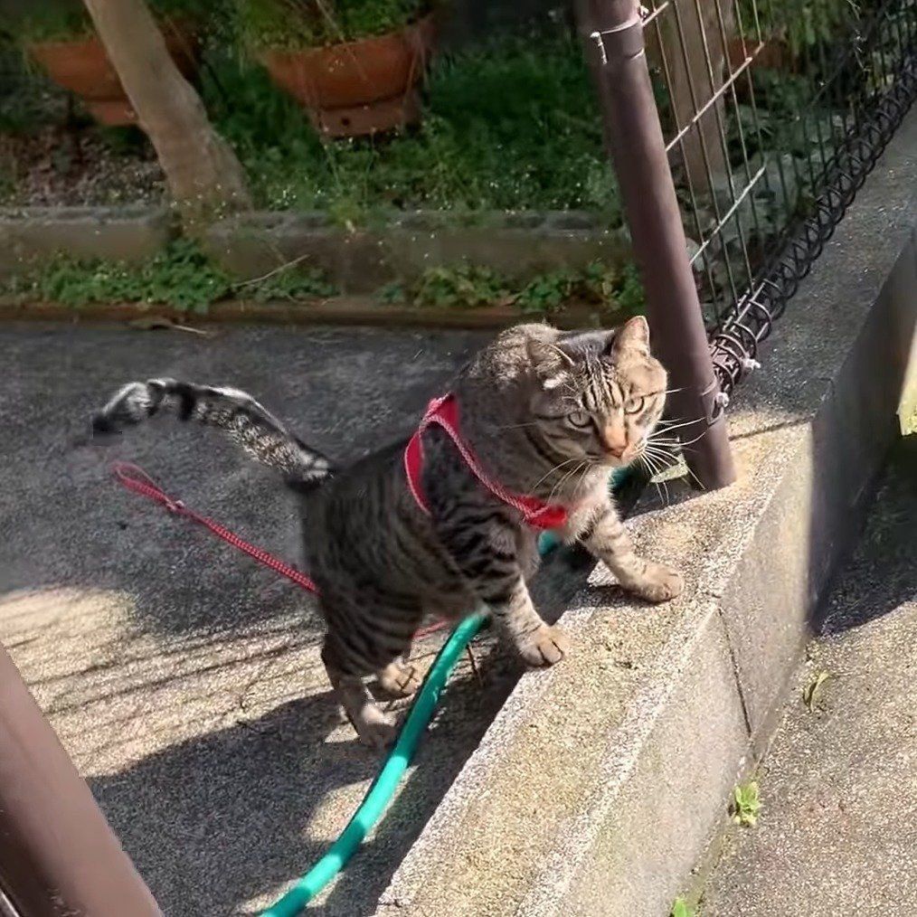 お茶会に向かうクロちゃん