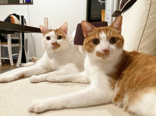 見つめるタルトくん、いちごちゃん