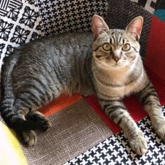 キジトラのポポくん