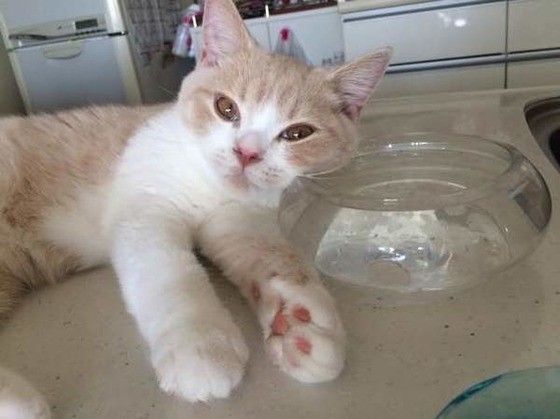 くつろぐブリティッシュショートヘア