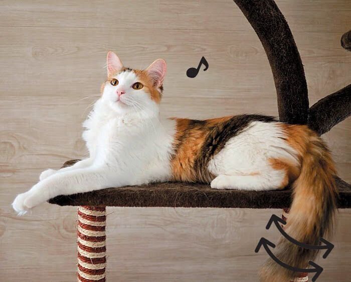 しっぽを左右に揺らすリラックスした猫