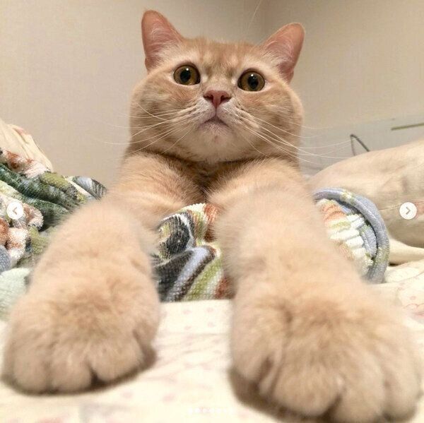 くつろぐモフくん