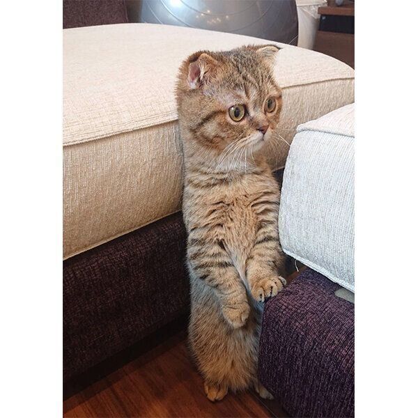 立ち上がるたぬ吉くん