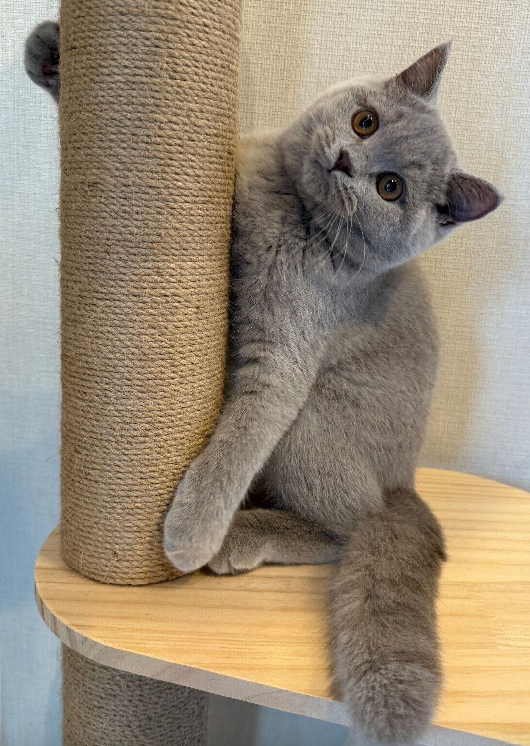 キャットタワーに登るもめんくん