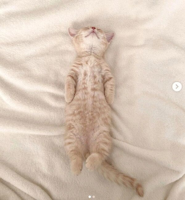 ヘソ天するころもくん