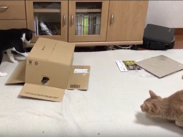 ヤドカリにゃんこ