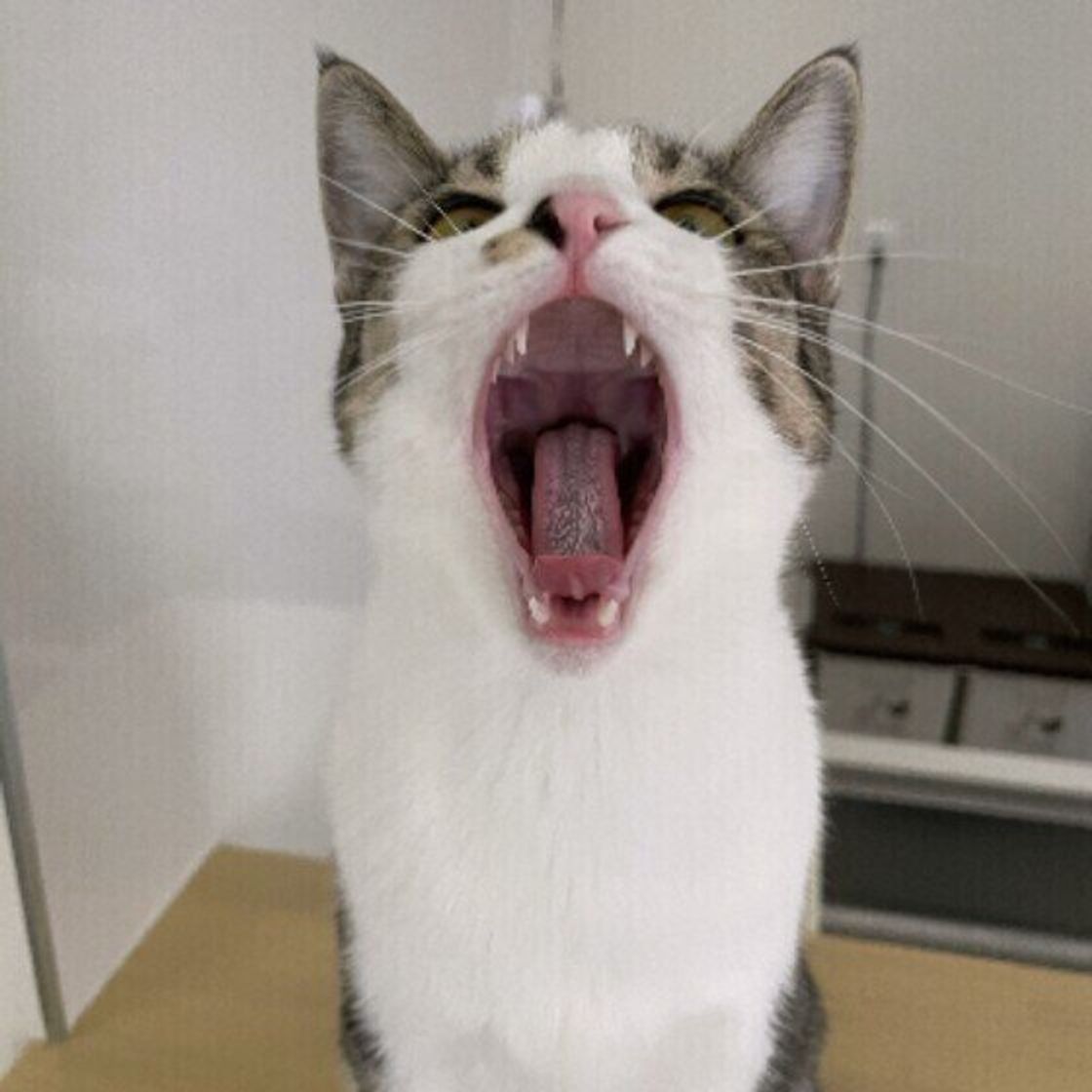 イカ カニ タコが猫にとって危険な理由 誤食時の対処法を解説 ねこのきもちweb Magazine イカ カニ タコが猫にとって危険な理由 誤食時の対処法を解説 ねこのきもちweb Magazine