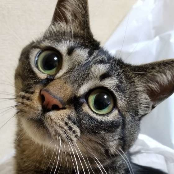 首をかしげるキジトラ