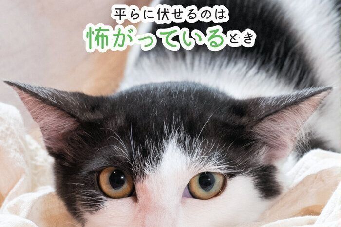 怖がっているときの耳の形