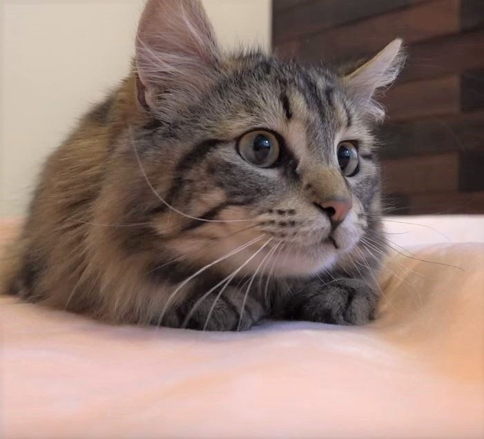 カーペットで遊ぶ猫