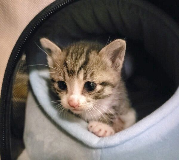 保護当時のノアちゃん