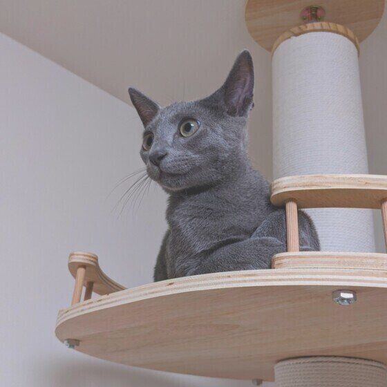 ロシアンブルーのメイくん