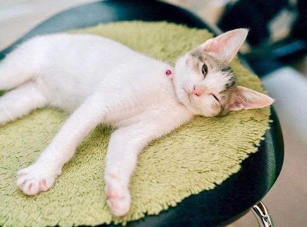 元保護猫・ナナちゃん