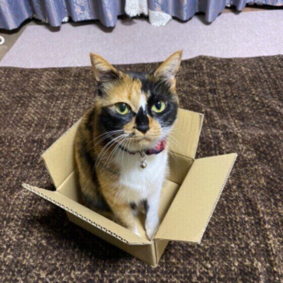ダンボール箱と猫