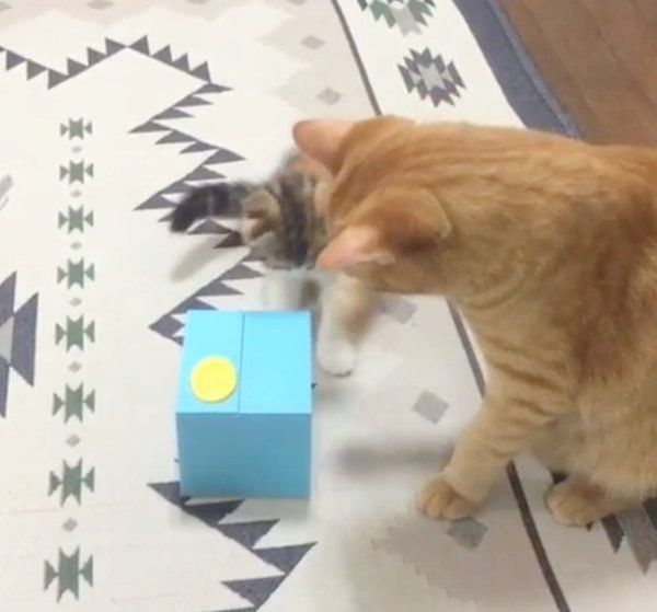 貯金箱で遊ぶ茶トラとマンチカン