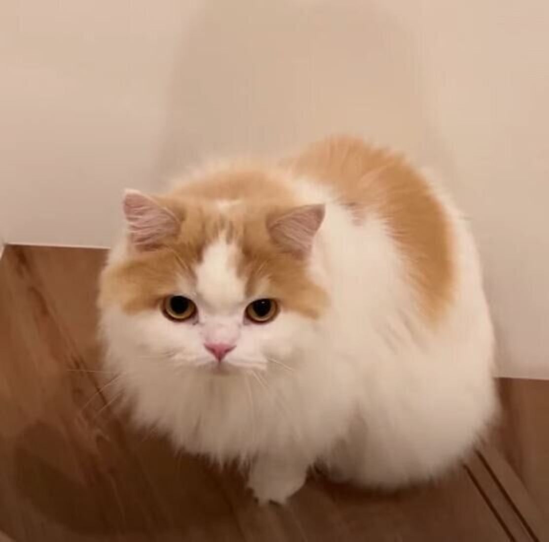 心配したんだからね 飼い主さんの帰宅が遅くなってすねちゃった猫にパンチされる ねこのきもちweb Magazine 心配したんだからね 飼い主さんの帰宅が遅くなってすねちゃった猫にパンチされる ねこのきもちweb Magazine