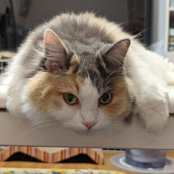 サイベリアンのるぅちゃん