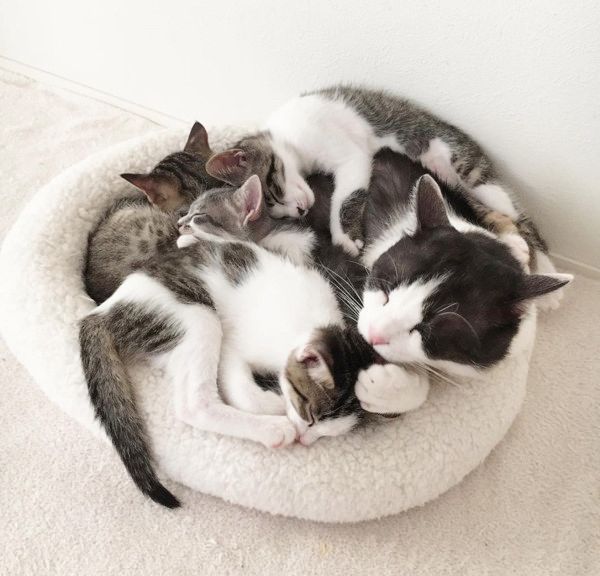 すくすく成長する猫4兄妹