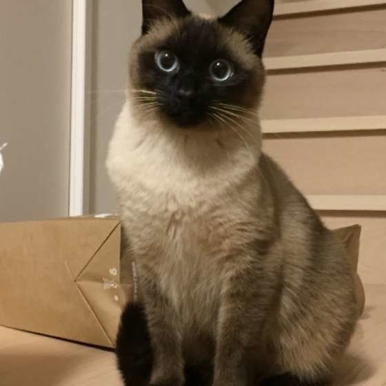 座ってこちらを見るシャム