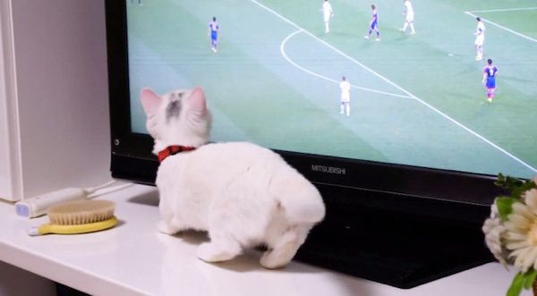 テレビを観る猫
