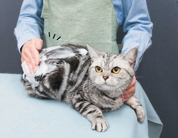 体を拭かれる猫