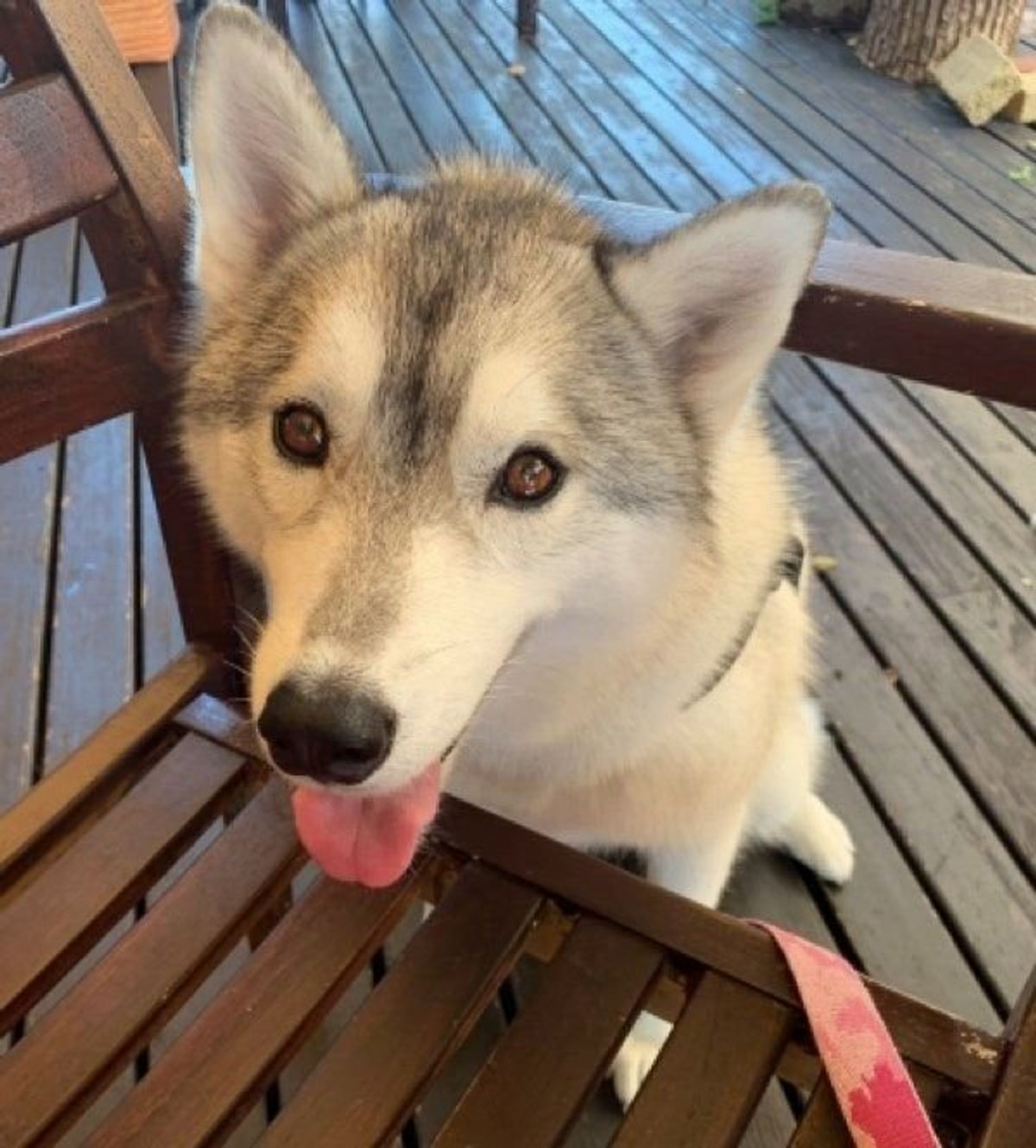 絶対に負けられない闘いがそこに 猫のごはんを覗いた犬 やはり な結末に ねこのきもちweb Magazine 絶対に負けられない闘いがそこに 猫のごはんを覗いた犬 やはり な結末に ねこのきもちweb Magazine
