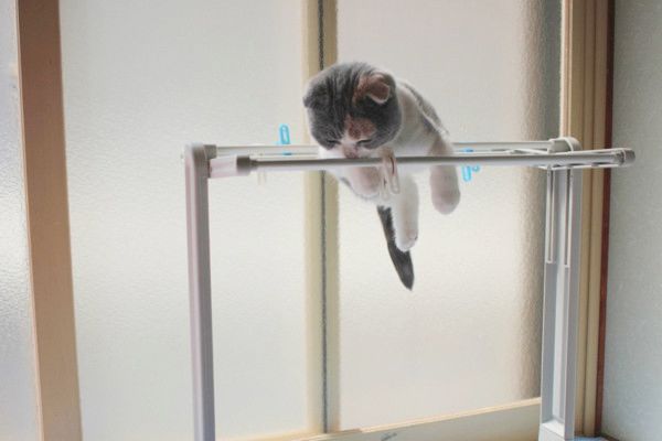 バランス感覚がすごい猫