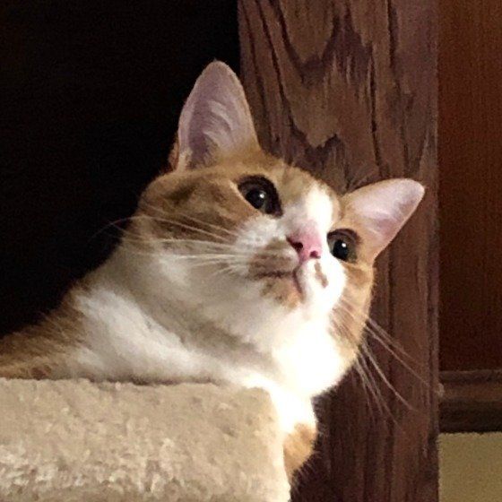 高いところから見つめるミ〜ちゃん