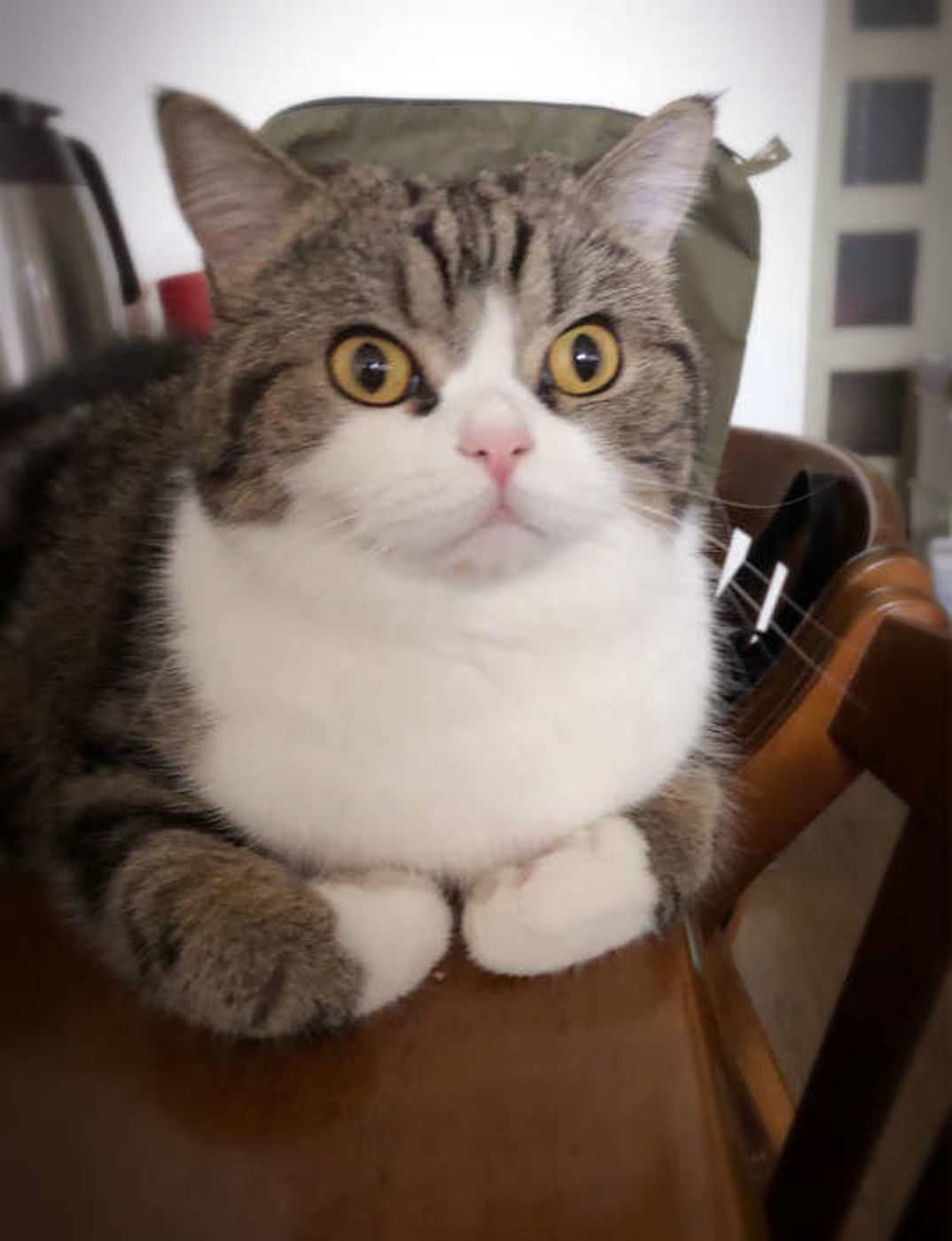 猫の 香箱座り って しぐさの理由やかわいい画像も ねこのきもちweb Magazine 猫の 香箱座り って しぐさの理由やかわいい画像も ねこのきもちweb Magazine