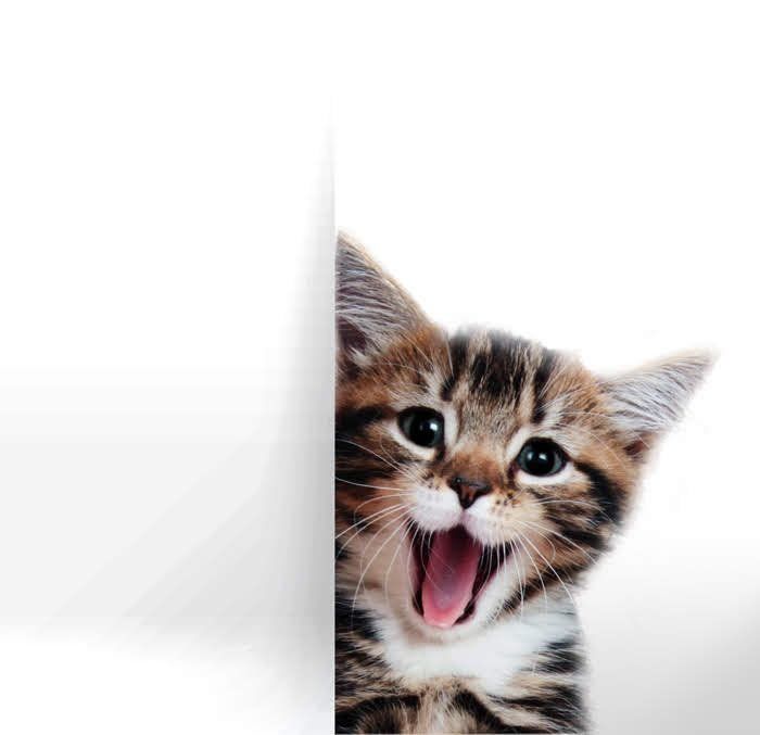 かわいい笑顔の子猫