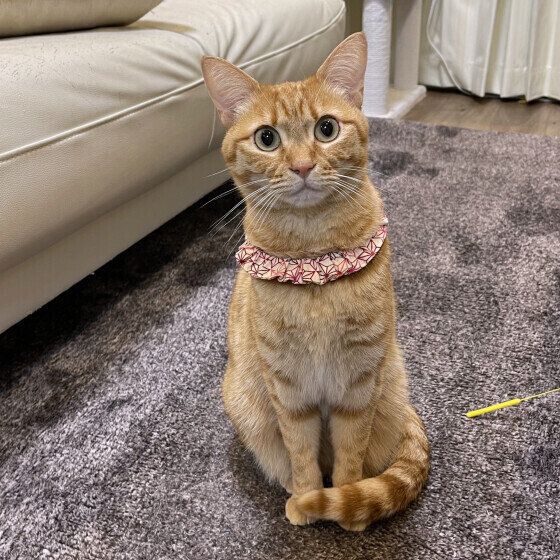 プリンターの音に警戒するもなかちゃん（MIX）