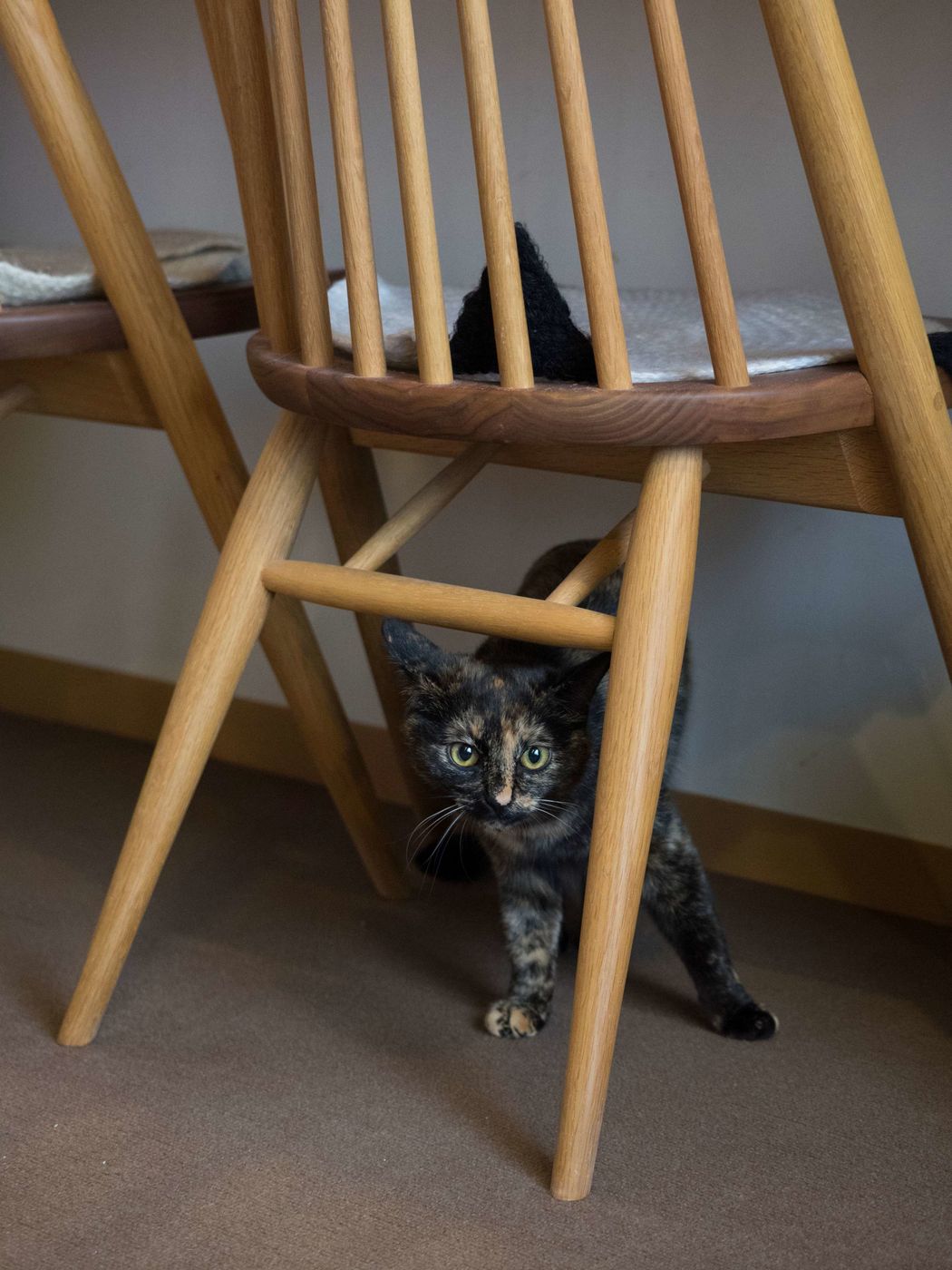 飼い主さんが困っている 神経質な猫の接し方のコツ ねこのきもちweb Magazine 飼い主さんが困っている 神経質な猫の接し方のコツ ねこのきもちweb Magazine