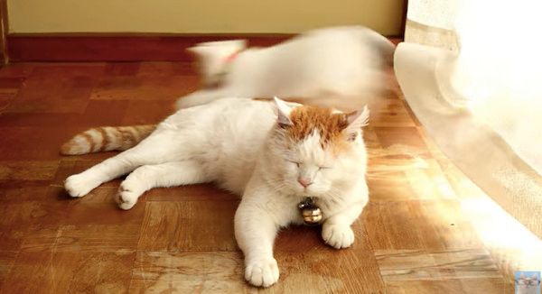 日向ぼっこする猫