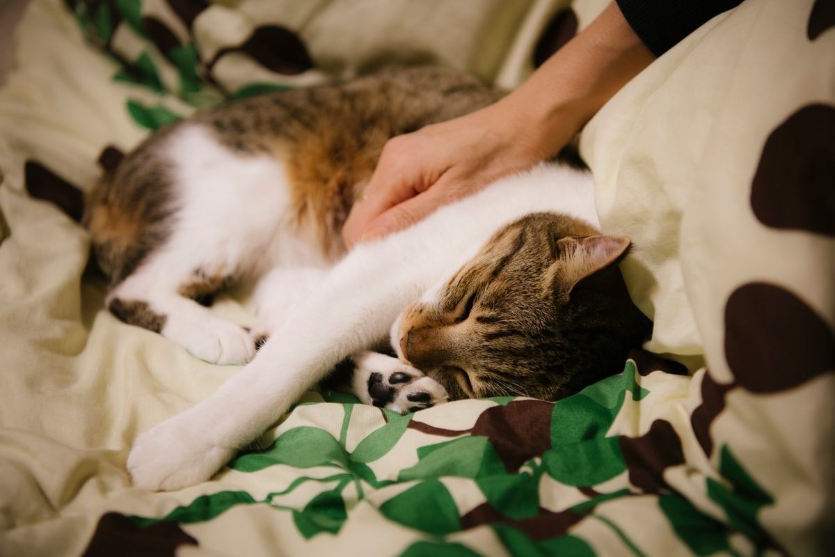 写真／Akimasa Harada