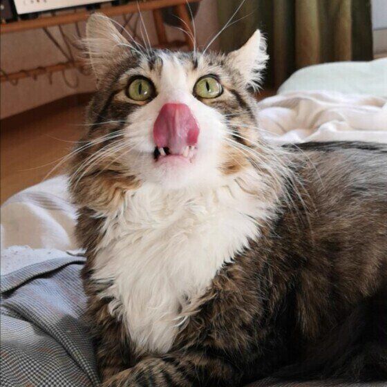 ベロを出すメインクーン