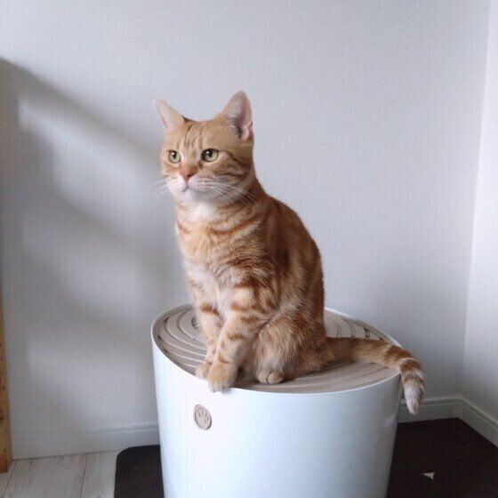 トイレに乗るアメリカンショートヘア