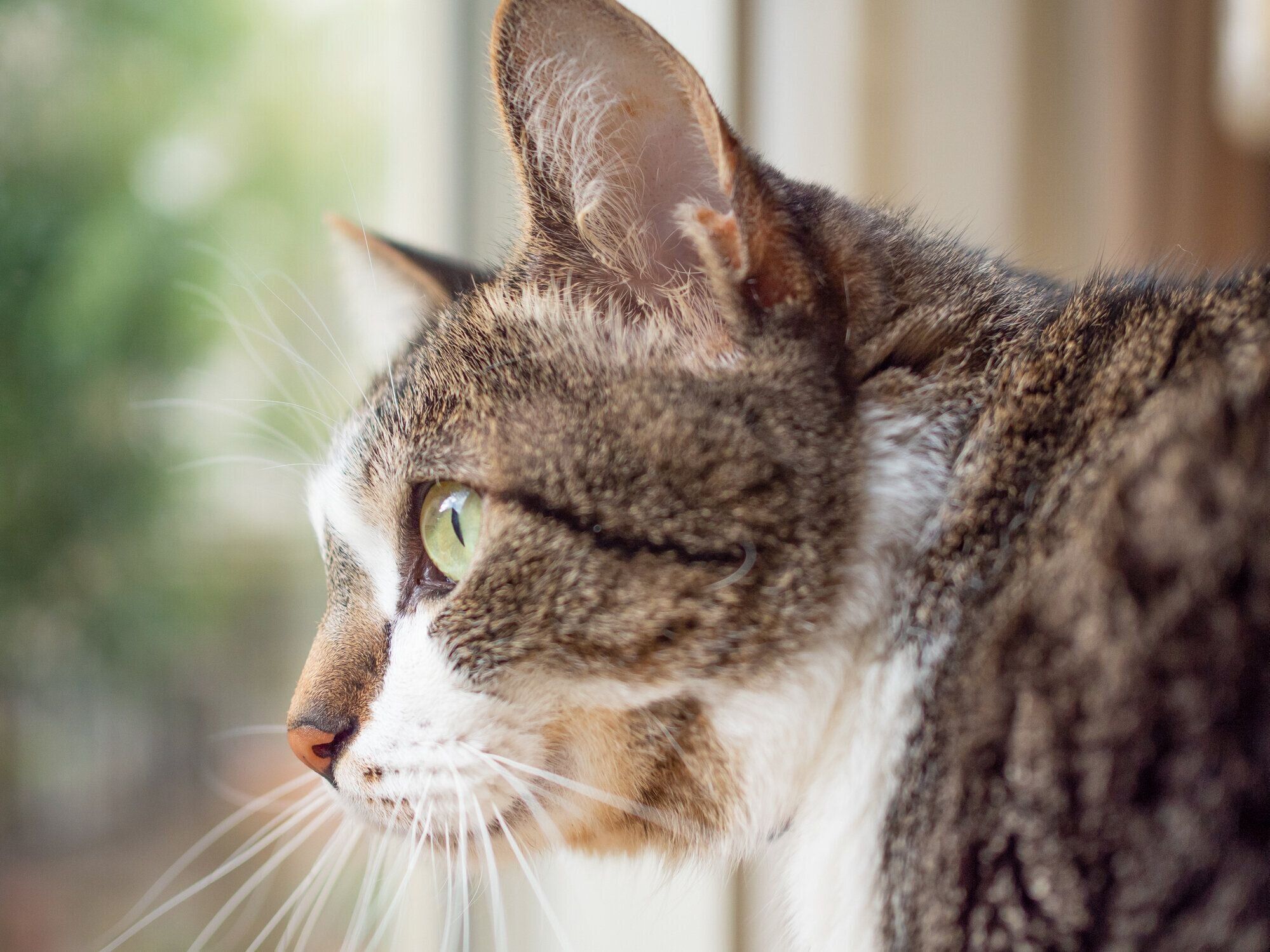 窓から外を見る猫