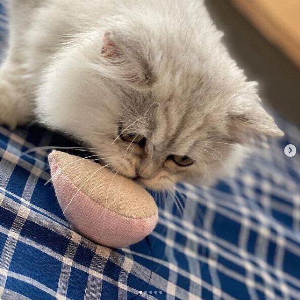 マウスのおもちゃ