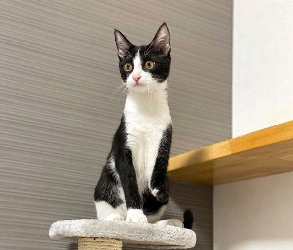 見つめるラッキーくん