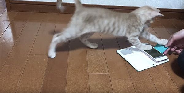 スマホで遊ぶ子猫
