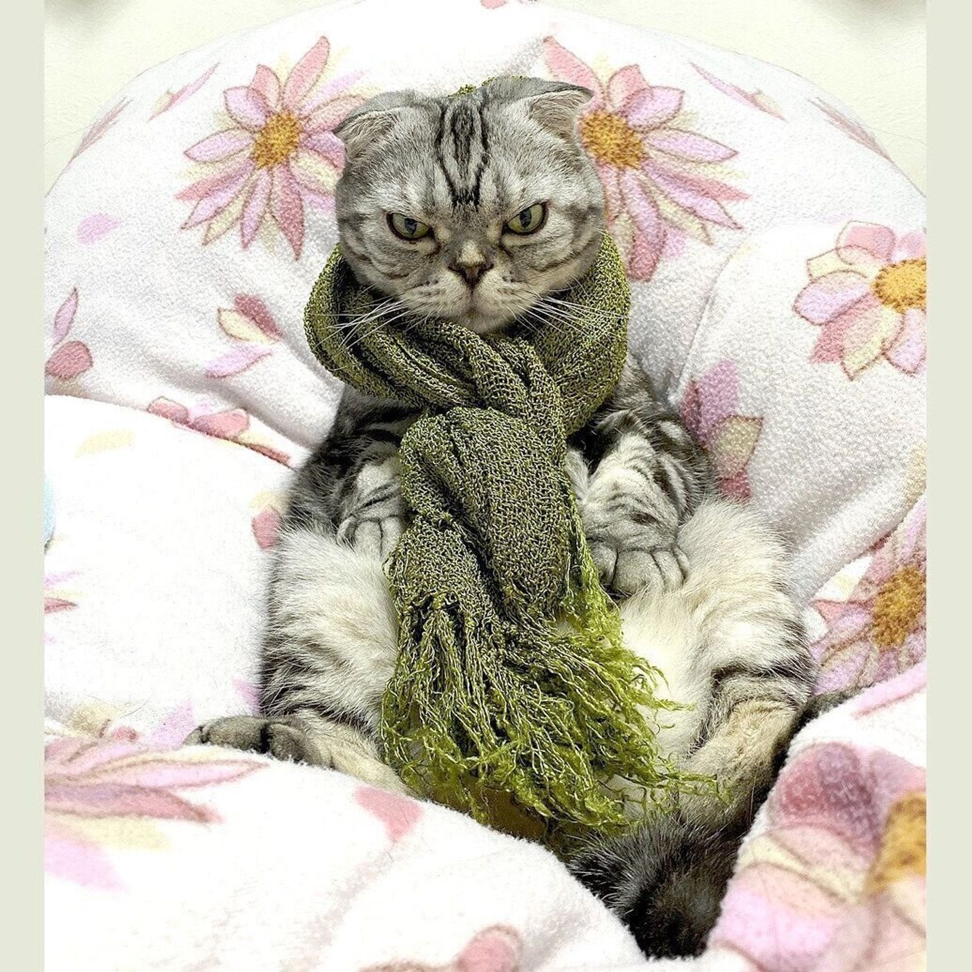 渋い表情もそっくり ねじねじの 中尾巻き で着飾ってみたししまるは中尾彬さんそのものだったお話 連載 渋ネコししまるさん ねこのきもちweb Magazine 渋い表情もそっくり ねじねじの 中尾巻き で着飾ってみたししまるは中尾彬さんそのものだったお話 連載 渋ネコししまるさん ねこのきもちweb Magazine